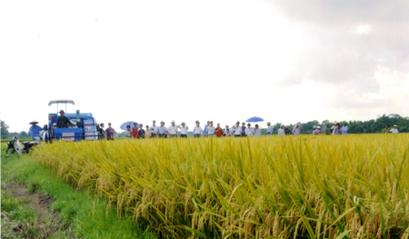 Sản xuất nông nghiệp vì mục tiêu phát triển bền vững